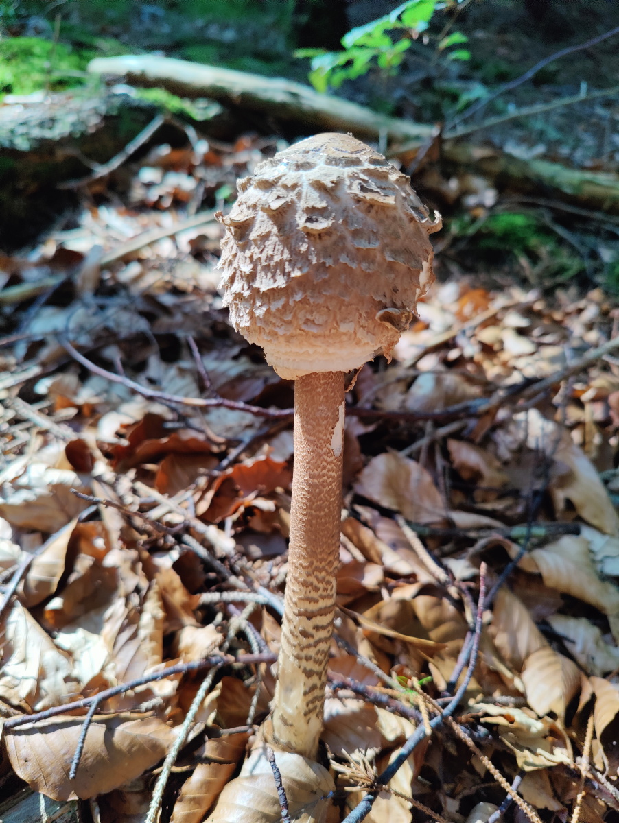 [MISSING_TRANSLATION:cooking_image_alt]