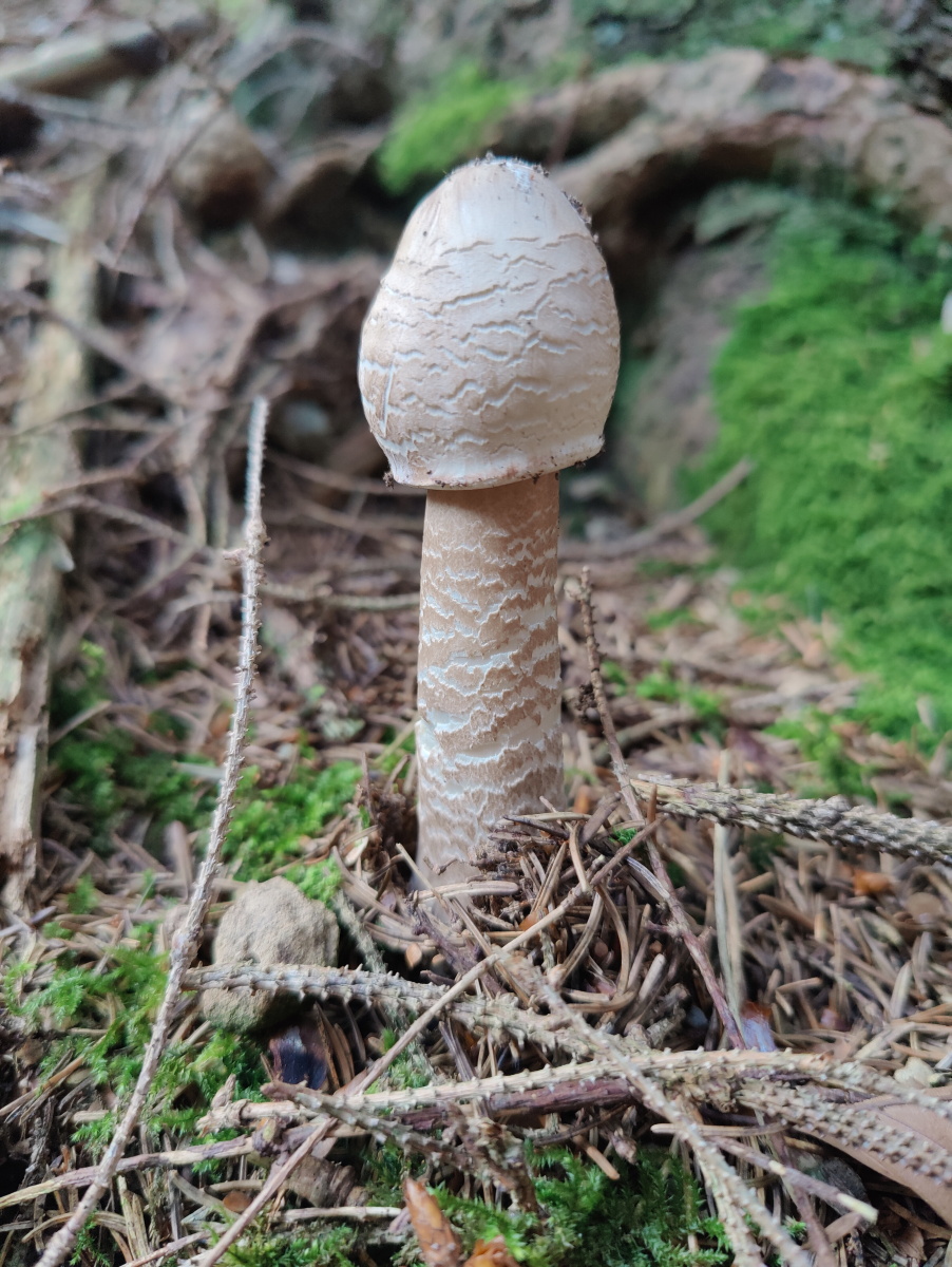 [MISSING_TRANSLATION:cooking_image_alt]