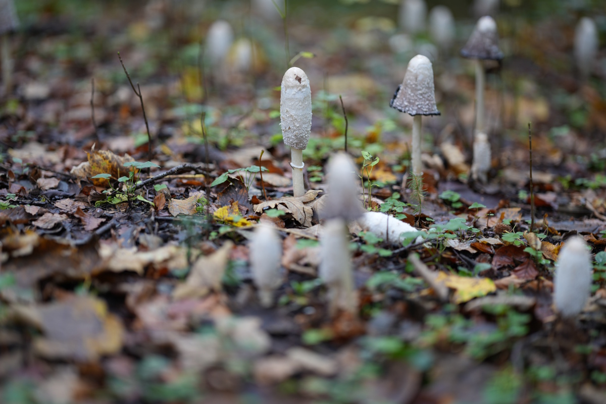 [MISSING_TRANSLATION:cooking_image_alt]