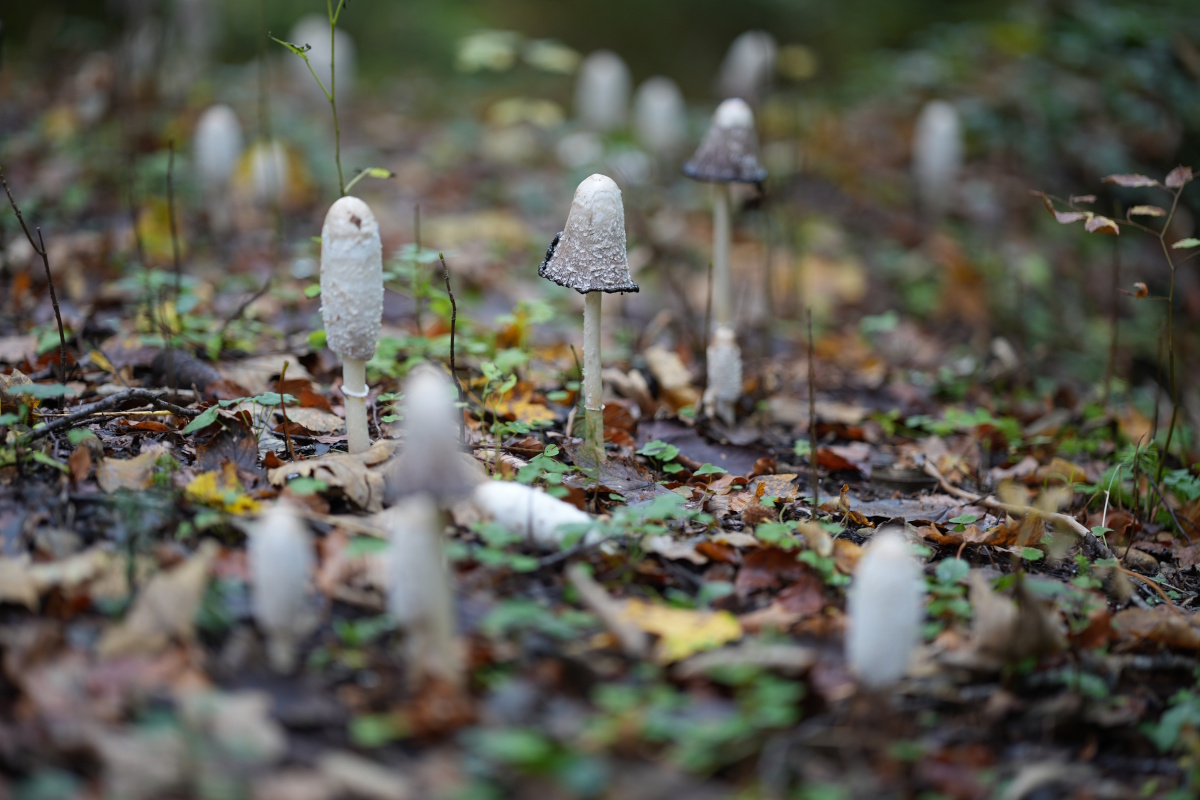 [MISSING_TRANSLATION:cooking_image_alt]