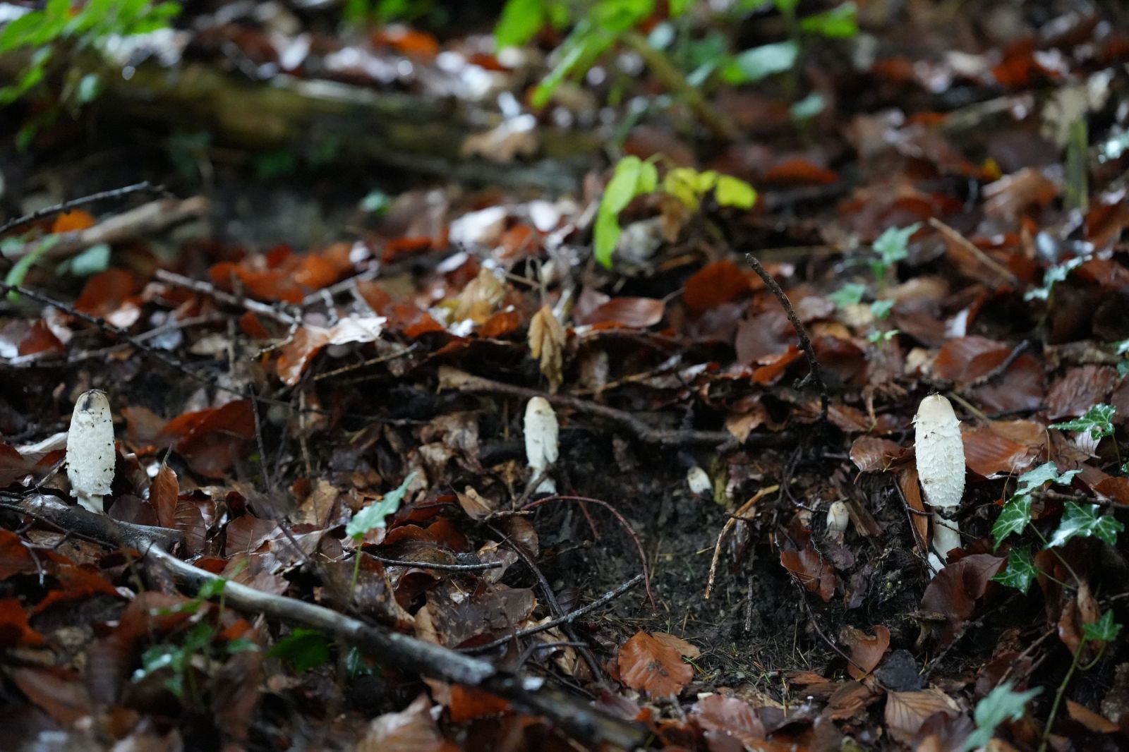 Bergsaison geht in die Verlängerung: Der Wald zieht die Bremse