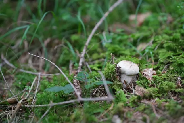 Pilze und Waldstimmung – Foto aus der Waldschatzfinder-Community