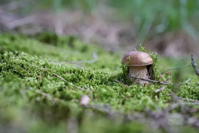 Pilze und Waldstimmung – Foto aus der Waldschatzfinder-Community