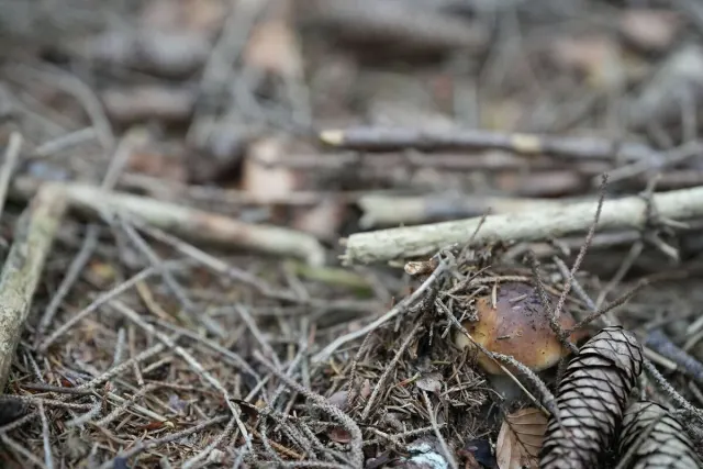 Pilze und Waldstimmung – Foto aus der Waldschatzfinder-Community